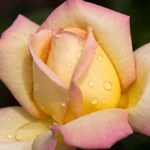 Онлайн магазин за рози - Чайно хибридни рози  - жълто - розов - Pоза Роза Айме - интензивен аромат - Жан-Мари Гожард - Могат да бъдат засадени на групи, или смесени легла.